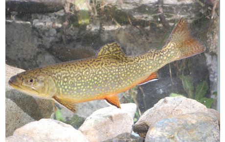 Tir à la truite Salency 2014