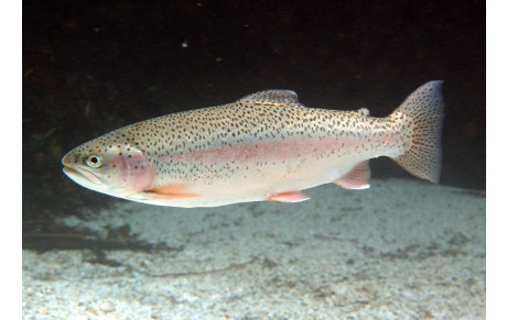 Pêche à la truite Salency